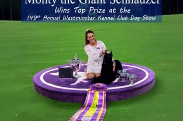 Monty the Giant Schnauzer Claims Victory at the 149th Annual Westminster Kennel Club Dog Show