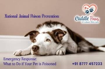National Animal Poison Prevention: Emergency Response – What to Do if Your Pet is Poisoned