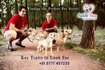 Finding the Perfect Pet Sitter: Key Traits to Look For