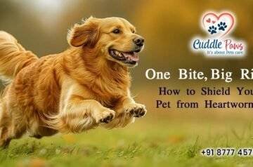 One Bite, Big Risk: How to Shield Your Pet from Heartworms