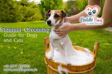 Summer Grooming Guide for Dogs and Cats