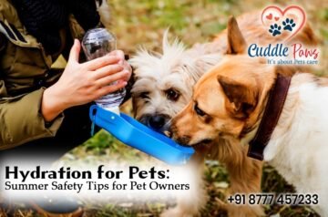 Hydration for Pets: Summer Safety Tips for Pet Owners